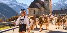 In Valle Aurina l&rsquo;autunno segue il ritorno dagli alpeggi delle mandrie