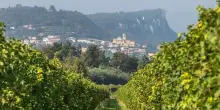 Vino, Consorzio Bardolino: enoturismo leva per export Chiaretto e Bardolino