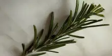 Rosmarino, l&rsquo;aroma mediterraneo che vince il titolo di superfood