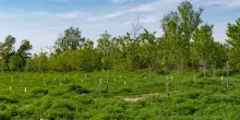 Ambiente, in Italia nel 2025 quasi 3,7 mln di alberi piantati (+17%)