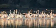 Ambiente, Wwf: Bilancio Ue 2028-34 taglia 30 mld di euro