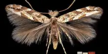 Al Museo di Zoologia mostra ispirata a Nabokov &ldquo;Biodiversit&agrave; Ritratta&rdquo;
