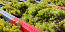 Vendemmia 2026, cambiano i tempi e le scelte tra vigna e cantina