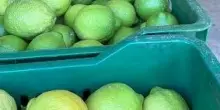 Il limone della Piana di Bagheria nuovo presidio Slow Food