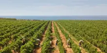 Wine Enthusiast: Sicilia eletta Regione Vinicola Internazionale 2026