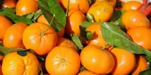 Confagricoltura: con blocco trasporti a rischio consegne fresco