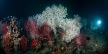 Golfo La Spezia, Enea mappa impatto attivit&agrave; umane su habitat marini