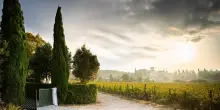 Vino, Fattoria Sardi compie 100 anni sulle Colline Lucchesi