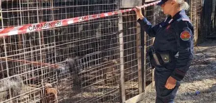 Carabinieri: operazione su combattimenti tra PitBull e maltrattamenti