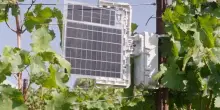 Vino, Fondazione Mach sperimenta nuovi sistemi contro flavescenza