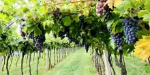 Vino, interrogazione bipartisan Pd-Lega su vitigni Piwi
