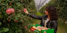 Mela Fuji dell&rsquo;Emilia Romagna avvia percorso riconoscimento Igp