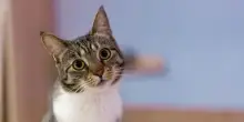 Animali, oltre 60 per cento gatti in Italia arriva da adozioni