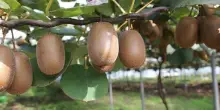 Fruitimprese: con stop trasporti al Sud situazione drammatica