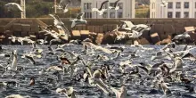 Il porto come mitologia contemporanea: Harbor di Anastasia Samoylova