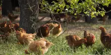 Pollo allevato all&rsquo;aperto, il modello Amadori Campese vale 315 mln