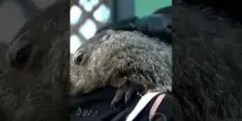 Giorno della marmotta: le previsioni di Punxsutawney Phil
