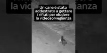 Catania, cane addestrato a gettare rifiuti per eludere la videosorveglianza