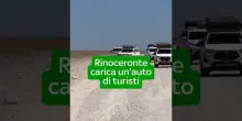Namibia, rinoceronte infuriato carica un'auto di turisti