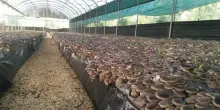 Funghi coltivati come fonte di proteine, perch&egrave; l&rsquo;Italia rischia di rimanere indietro