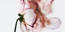 Lanc&ocirc;me avvia una partnership con Adaa per la salute mentale al femminile