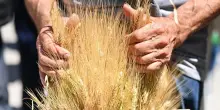 Guerra in Ucraina: grano alle stelle, esportazioni in crisi