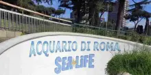 L’Acquario di Roma affonda tra debiti e contenziosi legali. Eur Spa: ora spazio torni pubblico