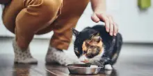 Petfood, mercato globale in forte crescita: 200 miliardi di dollari entro il 2034. I 10 trend del futuro
