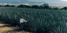 Il Cinco de Mayo quest&rsquo;anno si festeggia anche in Italia: &egrave; boom di vendite di tequila