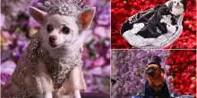 Pet Gala, a New York l'evento di moda per cani glamour. FOTO