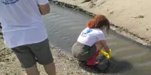 Batterio Vibrio, con il caldo del 2026 aumenta il rischio in mare