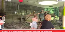 Berlino, allo zoo scattano le misure contro il caldo record
