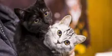 Il mistero di Sedico, spariti 51 gatti: aperta un'inchiesta