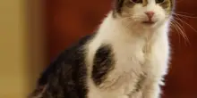 Gb, il gatto Larry di Downing Street sta meglio: l&rsquo;intervento