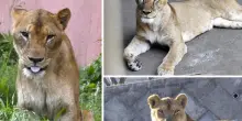 Caldo record allo zoo di Tokyo, altri tre leoni gravi