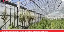 Cagliari, sequestrate oltre diecimila piante di cannabis