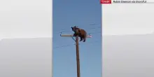 Orso resta bloccato su un palo elettrico e muore folgorato