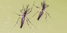 Dengue, 312 casi nel 2026 di cui 47 autoctoni. La mappa dei focolai in corso in Italia