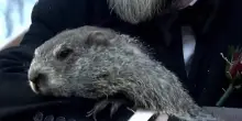 Giorno della marmotta: le previsioni di Punxsutawney Phil