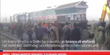 India, treno investe branco: 7 elefanti uccisi