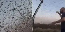 Milioni di Cavallette in Russia, sui social si citano piaghe bibliche
