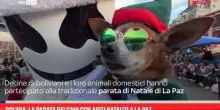 Bolivia, la parata dei cani con abiti natalizi a La Paz