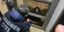 Scimpanzé detenuto illegalmente in casa nel Siracusano: sequestrato
