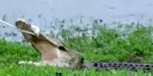 Sudafrica, portoghese scomparso sarebbe stato sbranato da coccodrillo