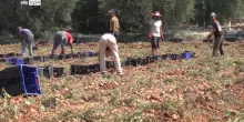 Emergenza caldo, in Puglia stop al lavoro nei campi dalle 12