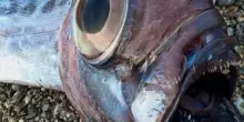 Rarissimo pesce liocorno trovato spiaggiato sulla costa di Milazzo