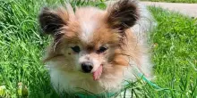 Morto in Francia 'Lazare il trentenne', il cane pi&ugrave; anziano del mondo