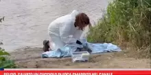 Belgio, salvato un cucciolo di foca smarrito nel canale