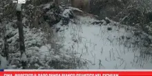 Cina, avvistato il raro panda bianco selvatico nel Sichuan