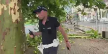 Maltempo a Torino, alberi caduti su auto